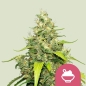 Preview: Blue Gelato Photo (Photoperiodic Indica)